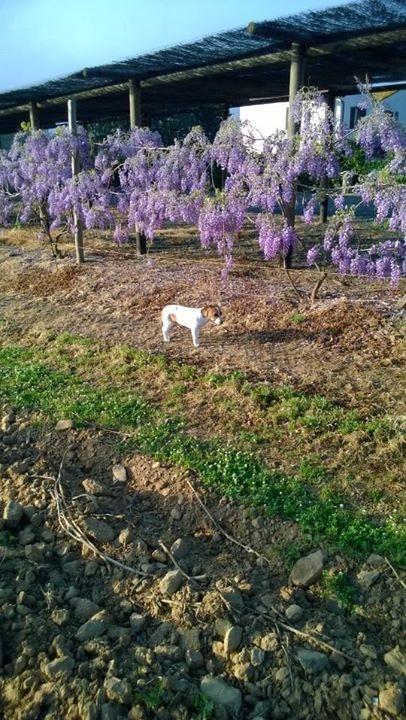 הוילה קסטליונה דלה פסקאיה Agriturismo Valbona מראה חיצוני תמונה